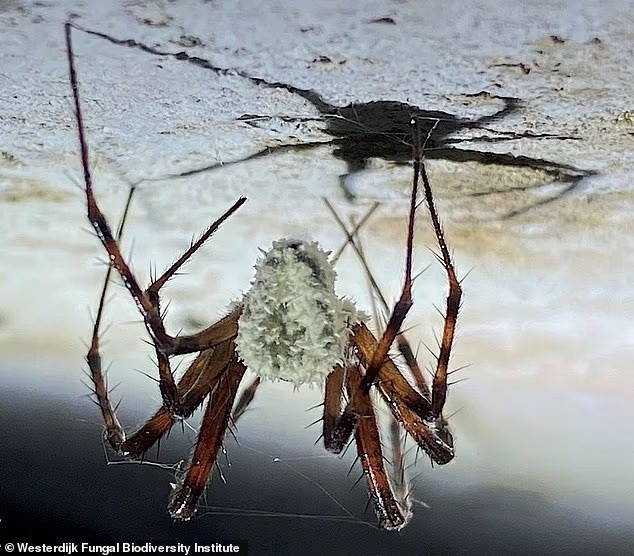 zombie-spiders-2.jpg