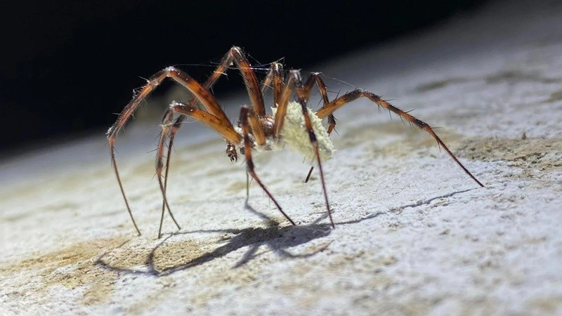 zombie-spiders-8.jpg
