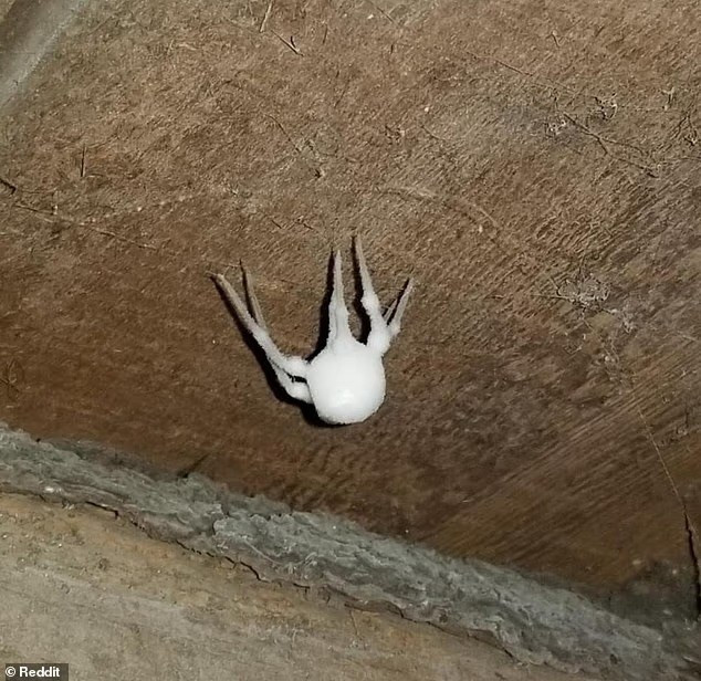 zombie-spiders-3.jpg