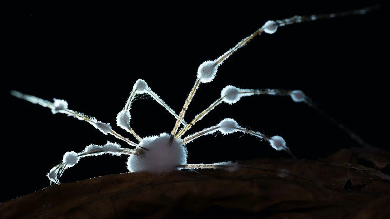 zombie-spiders-9.jpg