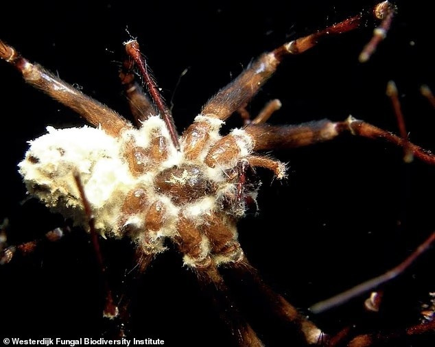 zombie-spiders-4.jpg