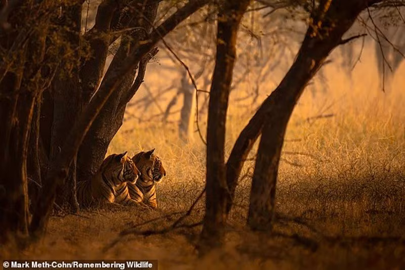 Hổ Bengal được chụp tại Vườn quốc gia Ranthambore. Trong 100 năm qua, săn bắn và phá rừng đã khiến số lượng hổ suy giảm nghiêm trọng. chum-anh-nhung-loai-dong-vat-co-nguy-co-tuyet-chung-05-06.jpg
