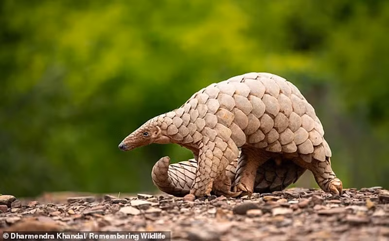 Tê tê Ấn Độ thích sống và kiếm ăn dưới mặt đất – vì vậy chúng thường có chi khỏe hơn và móng vuốt dài hơn để hỗ trợ việc đào bới. chum-anh-nhung-loai-dong-vat-co-nguy-co-tuyet-chung-05-01.jpg