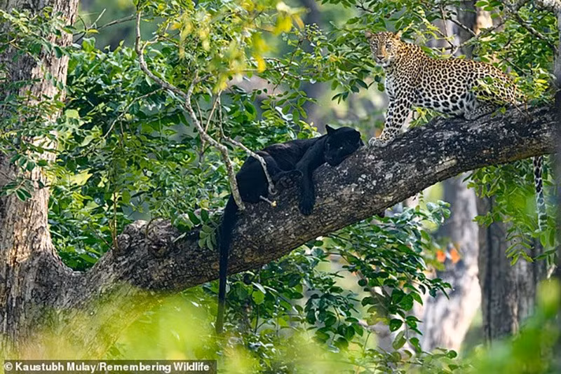 Hai con báo Ấn Độ – một con thể đen (trái) và một con có đốm (phải) – tại Vườn quốc gia Nagarhole, còn gọi là Vườn quốc gia Rajiv Gandhi, khu bảo tồn động vật hoang dã ở bang Karnataka, miền Nam Ấn Độ. chum-anh-nhung-loai-dong-vat-co-nguy-co-tuyet-chung-05-07.jpg