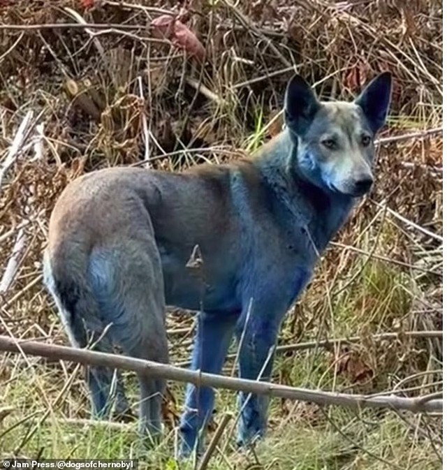 Nhóm cứu trợ chia sẻ hình ảnh 3 con chó đổi màu chỉ sau một tuần, dù trước đó hoàn toàn bình thường. Dù màu sắc gây lo ngại, tổ chức thuộc Clean Futures Fund cho biết chúng vẫn khỏe mạnh. su-that-bat-ngo-phia-sau-dan-cho-xanh-bi-an-o-chernobyl-3.jpg