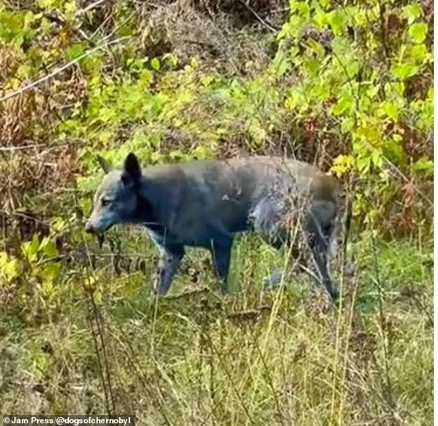 Từ 2017, chương trình Dogs of Chernobyl đã chăm sóc khoảng 700 con chó trong khu vực cấm 46.62 km², vốn là hậu duệ của thú nuôi bị bỏ lại sau thảm họa 1986. su-that-bat-ngo-phia-sau-dan-cho-xanh-bi-an-o-chernobyl-2.jpg
