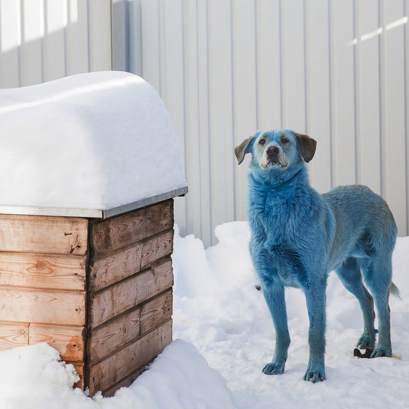 Khu vực CEZ hiện có mức phóng xạ 11.28 millirem, gấp sáu lần mức cho phép với công nhân. Các nhà khoa học đã nghiên cứu động vật tại đây suốt nhiều năm. su-that-bat-ngo-phia-sau-dan-cho-xanh-bi-an-o-chernobyl-7.jpg