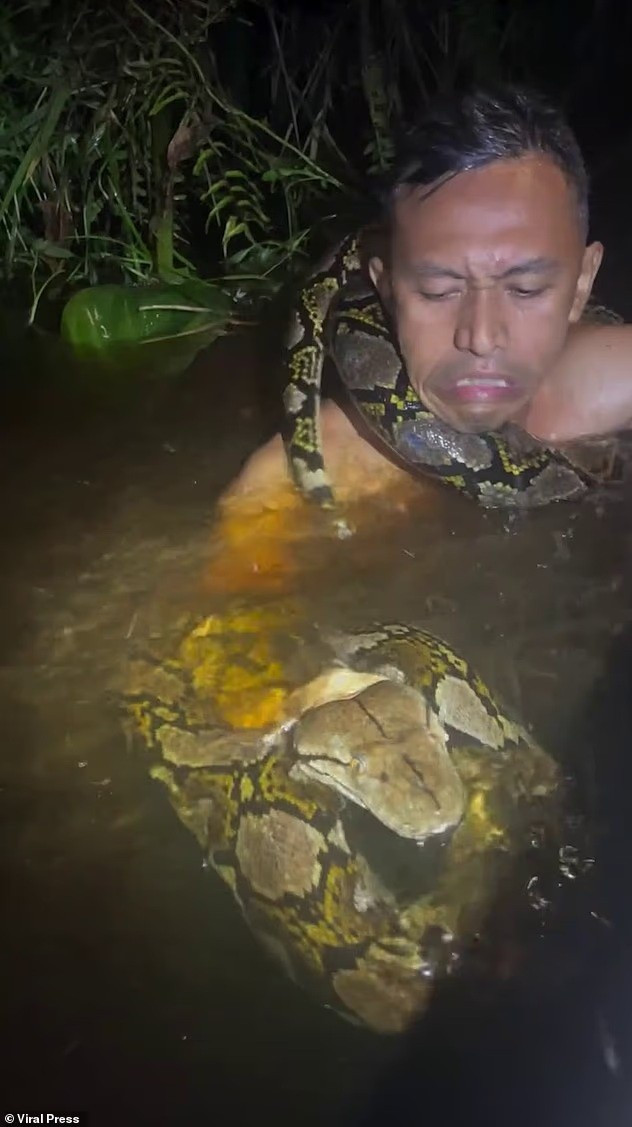 Một hướng dẫn viên du lịch tên Heru tại đảo Borneo, Indonesia đã suýt mất mạng khi cố gắng bắt một con trăn khổng lồ dài khoảng 6 mét bằng tay trần. ran-khong-lo-dai-6-met-bat-ngo-siet-co-huong-dan-vien-giua-song-borneo.jpg