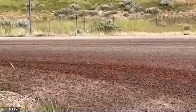 Utah đang hứng chịu cuộc xâm lăng của hàng triệu con cào cào Mormon—loài côn trùng ăn thịt đồng loại và không biết bay. de-mormon.jpg