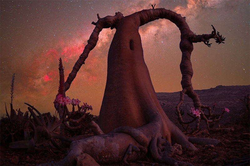 Benjamin Barakat (Thụy Sĩ) giành giải “Lonely Tree” với tác phẩm “Lonely Bottle Tree” chụp tại Socotra. Bức ảnh ghi lại cây chai đơn độc giữa khung cảnh hoang sơ, trở thành biểu tượng cho sức sống mạnh mẽ nơi khắc nghiệt. chum-anh-phong-canh-dep-khap-the-gioi-1205-013.jpg