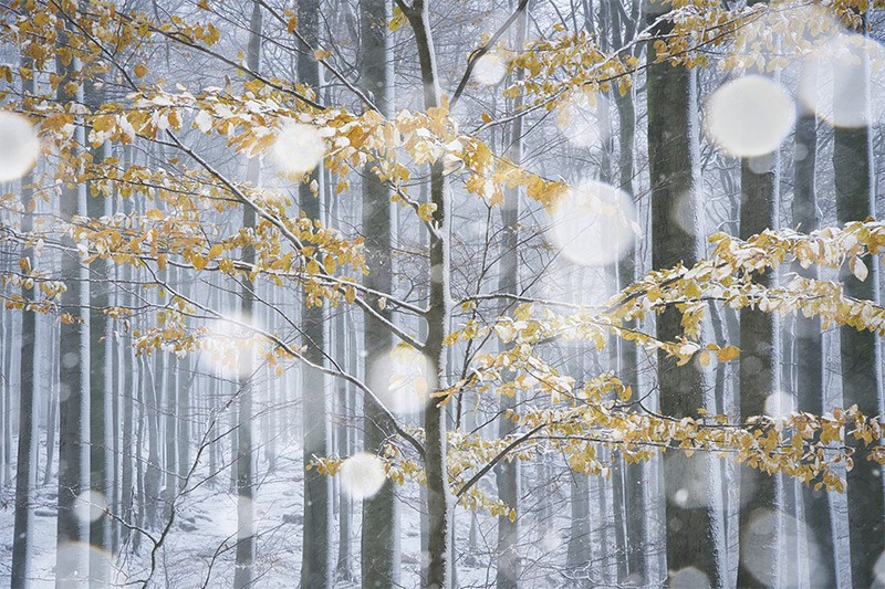 Jaroslav Nebesk (CH Séc) góp mặt trong Top 101 với tác phẩm “First Snow in the Jizera Mountains” chụp tại quê hương ông. Bức ảnh ghi lại khoảnh khắc tuyết đầu mùa phủ trắng núi rừng, mang vẻ đẹp tinh khôi và yên bình. chum-anh-phong-canh-dep-khap-the-gioi-1205-016.jpg