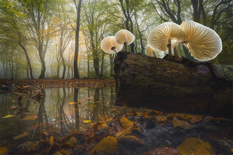 Giải Nhì thuộc về Albert Dros (Hà Lan) với tác phẩm “Porcelain Mushrooms” chụp tại rừng Spooler, Veluwe, Hà Lan. Bức ảnh ghi lại những cây nấm trắng tinh khôi, nổi bật trong ánh sáng dịu, tạo nên vẻ đẹp mong manh đầy sức hút. chum-anh-phong-canh-dep-khap-the-gioi-1205-08.jpg