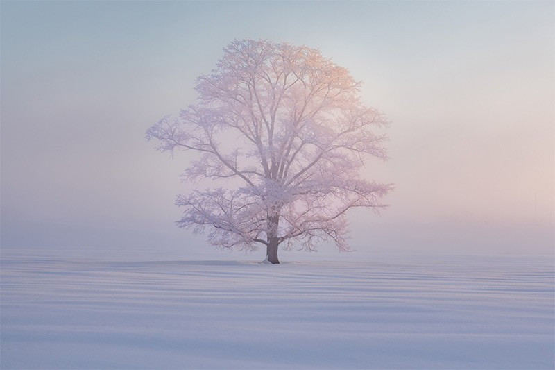 Giải thưởng “Snow and Ice” thuộc về Kung-Fu Li (Đài Loan, Trung Quốc) với tác phẩm “Whisper of Light” chụp tại Hokkaido, Nhật Bản. Bức ảnh ghi lại ánh sáng dịu dàng xuyên qua lớp băng tuyết, tạo nên khung cảnh tinh khôi và huyền ảo. chum-anh-phong-canh-dep-khap-the-gioi-1205-011.jpg