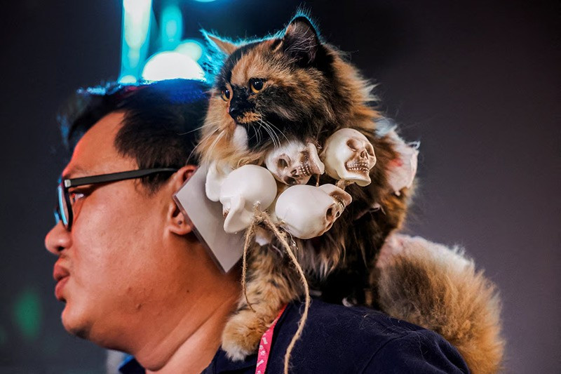 Một người chủ thú cưng cùng chú mèo trong trang phục Halloween tham gia sự kiện Halloween tại Bangkok, Thái Lan, ngày 31/10. Ảnh: Reuters. chum-anh-nhung-hinh-anh-khac-thuong-trong-tuan-1105-012.jpg