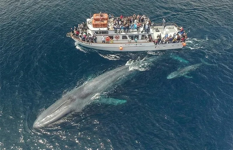 Cá voi xanh: Sinh vật lớn nhất từng tồn tại, nặng tới 200 tấn. Đuôi cơ bắp giúp tăng tốc 32 km/h. Tim nặng bằng ô tô nhỏ, đủ sức hất tung cơ thể khổng lồ khỏi mặt nước. chum-anh-12-dong-vat-khoe-nhat-the-gioi-1105-08.jpg