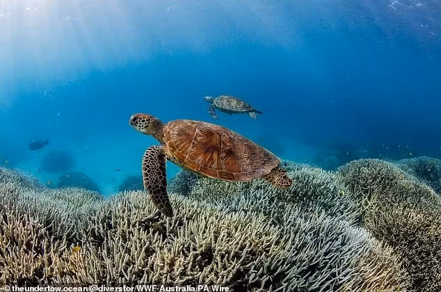 Nhiệt độ trung bình toàn cầu hiện đã tăng 1.4°C so với mức tiền công nghiệp, tiến gần đến ngưỡng 1.5°C – mốc mà các nhà khoa học cho là giới hạn an toàn. bien-doi-khi-hau.jpg