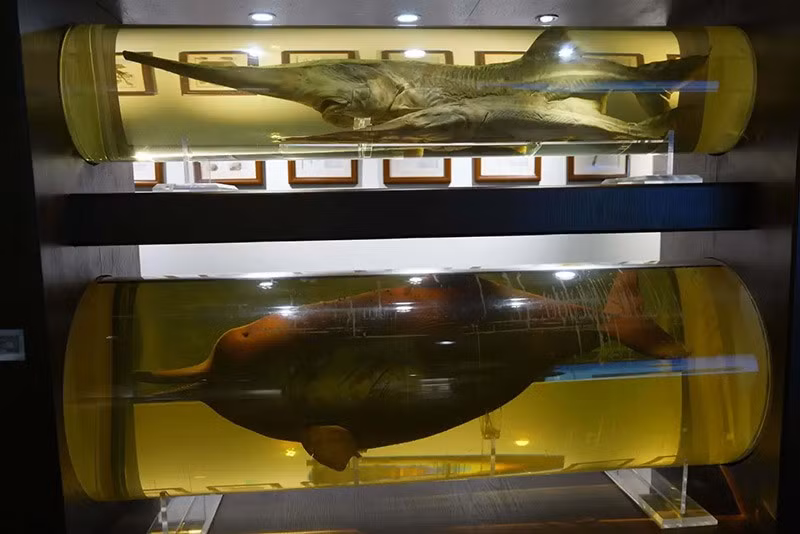 Các mẫu sinh vật thủy sinh tìm thấy trong sông Dương Tử chum-anh-nhan-giong-cac-loai-dong-vat-quy-hiem-o-trung-quoc-010.jpg