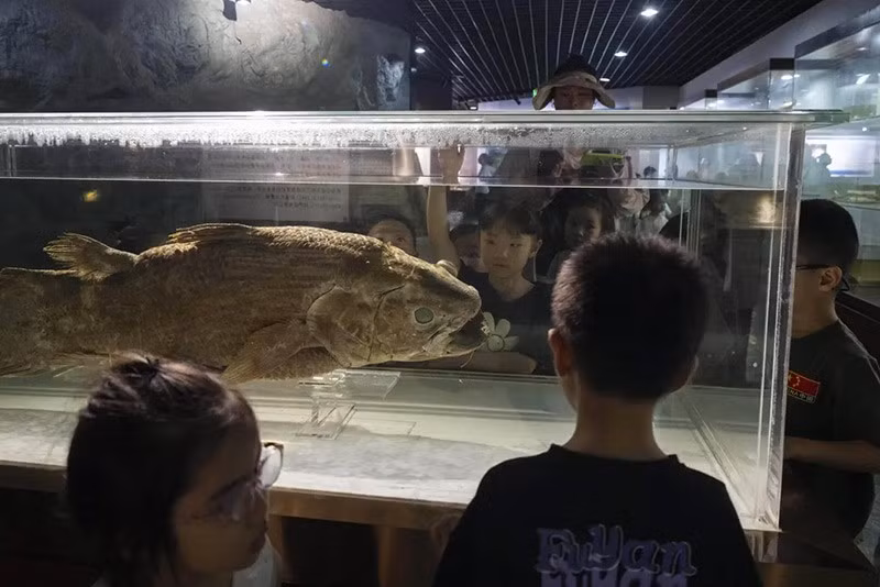 Trẻ em xem mẫu vật cá vây chân Coelacanth được trưng bày tại Bảo tàng Khoa học Thủy sinh ở Vũ Hán, tỉnh Hồ Bắc. Ảnh: AP. chum-anh-nhan-giong-cac-loai-dong-vat-quy-hiem-o-trung-quoc-05.jpg