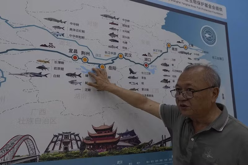 Cá heo mũi cụt đã trở thành thước đo sức khỏe của con sông. Quần thể loài này đã giảm mạnh, từ hơn 2.500 con vào những năm 1990 xuống chỉ còn 1.012 con vào năm 2017, do ô nhiễm, mật độ tàu thuyền và cạn kiệt nguồn thức ăn. chum-anh-nhan-giong-cac-loai-dong-vat-quy-hiem-o-trung-quoc-03.jpg