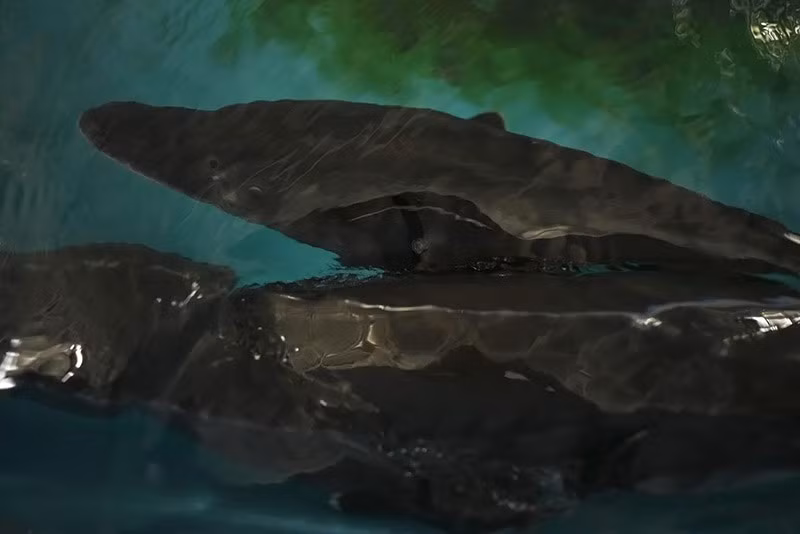 Các cá tầm Trung Quốc đang nguy cấp được trưng bày tại Trung tâm Bảo tồn Cá quý hiếm Tam Hiệp. chum-anh-nhan-giong-cac-loai-dong-vat-quy-hiem-o-trung-quoc-011.jpg