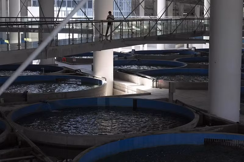 Các bể chứa có thể nuôi tới 3.000 cá tầm Trung Quốc đang nguy cấp tại Trung tâm Bảo tồn Cá quý hiếm Tam Hiệp. chum-anh-nhan-giong-cac-loai-dong-vat-quy-hiem-o-trung-quoc-09.jpg