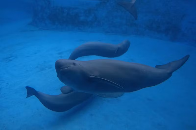 Những cá thể cá heo mũi cụt đang được nuôi nhốt tại Viện Thủy sinh thuộc Viện Hàn lâm Khoa học Trung Quốc ở Vũ Hán, tỉnh Hồ Bắc. Ảnh: AP chum-anh-nhan-giong-cac-loai-dong-vat-quy-hiem-o-trung-quoc-02.jpg