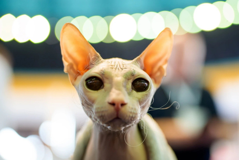Nadezhda, chú mèo Don Sphynx, trong triển lãm FIFe World Show Romania 2025 – sự kiện mèo lớn nhất thế giới, được tổ chức luân phiên mỗi năm tại một quốc gia khác, quy tụ hơn 1.000 chú mèo từ hơn 30 nước. meo.jpg