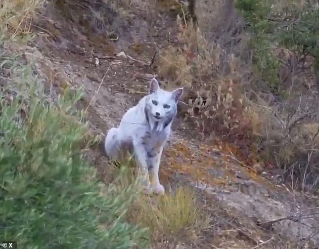 Mới đây, nhiếp ảnh gia nghiệp dư Ángel Hidalgo đã ghi lại hình ảnh và video đầu tiên về một con linh miêu Iberia toàn thân trắng tại vùng núi Jaén, miền nam Tây Ban Nha. linh-mieu-trang-nhu-tuyet-lan-dau-lo-dien-giua-rung-tay-ban-nha.jpg