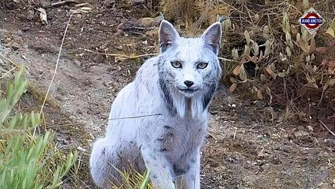 Nhiếp ảnh gia Hidalgo đã dành nhiều tháng theo dõi dấu vết sau khi phát hiện hình ảnh kỳ lạ từ camera bẫy. Ông đã gần như từ bỏ trước khi may mắn ghi hình được khoảnh khắc lịch sử này. linh-mieu-trang-nhu-tuyet-lan-dau-lo-dien-giua-rung-tay-ban-nha-3.jpg