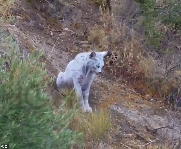 Loài linh miêu Iberia vốn đã cực kỳ hiếm, nhưng cá thể có bộ lông trắng này được mô tả như “bóng ma trắng của rừng Địa Trung Hải” và là trường hợp đầu tiên được ghi nhận chính thức. linh-mieu-trang-nhu-tuyet-lan-dau-lo-dien-giua-rung-tay-ban-nha-2.jpg