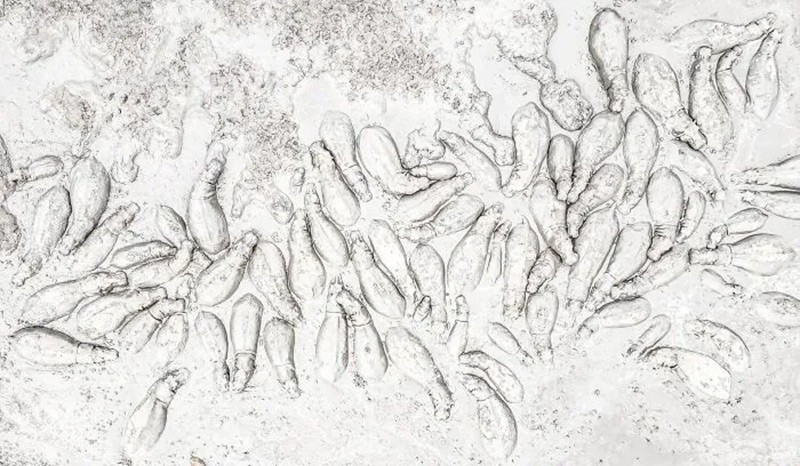 Mùa mưa đưa bùn về Busanga; từ trên cao, hà mã nghỉ ngơi và chơi đùa trong thiên đường bùn trên đồng bằng châu Phi. chum-anh-cuoc-thi-nhiep-anh-infocus-2025-018.jpg