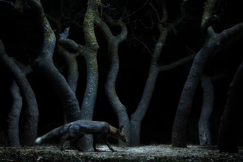 Đèn flash và vải được bố trí khéo léo dẫn một con cáo lộ diện giữa cụm cây lạ hình, thoáng nhìn vị khách vốn kín đáo di chuyển trong đêm. chum-anh-cuoc-thi-nhiep-anh-infocus-2025-02.jpg