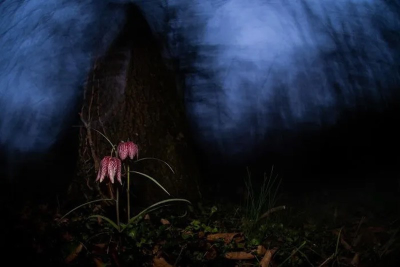 Hoàng hôn phủ bãi ngập Hungary, cây bối mẫu phô chuông đỏ sẫm dưới hàng cây đong đưa. chum-anh-cuoc-thi-nhiep-anh-infocus-2025-038.jpg