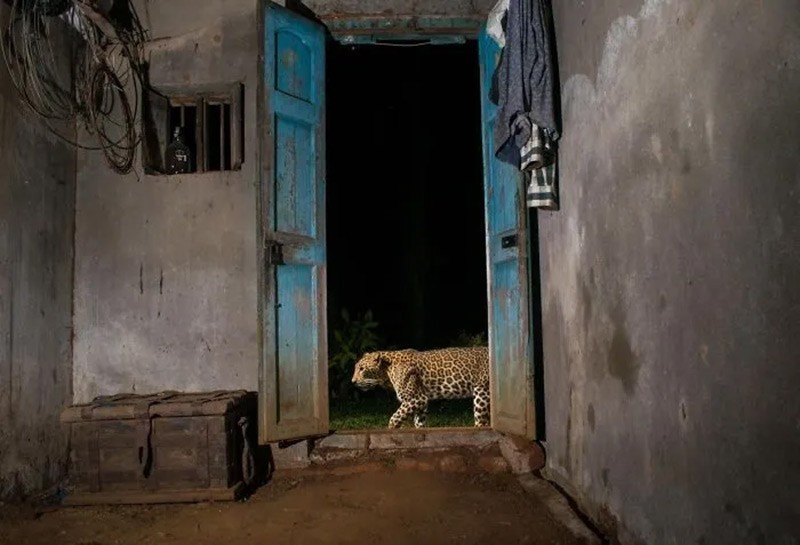 Báo lặng lẽ lướt qua cửa mở trong thị trấn đang phình ra, hé lộ mối quan hệ mong manh giữa người và dã thú khi không gian tự nhiên thu hẹp. chum-anh-cuoc-thi-nhiep-anh-infocus-2025-09.jpg