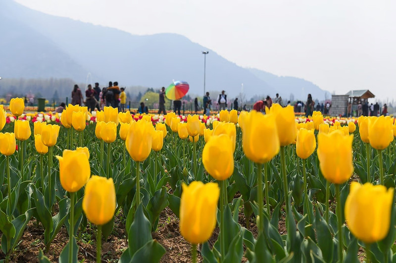 chum-anh-vuon-hoa-tulip-lon-nhat-chau-a-mo-cua-don-du-khach-3.jpg
