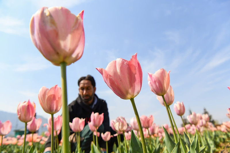 chum-anh-vuon-hoa-tulip-lon-nhat-chau-a-mo-cua-don-du-khach-4.jpg