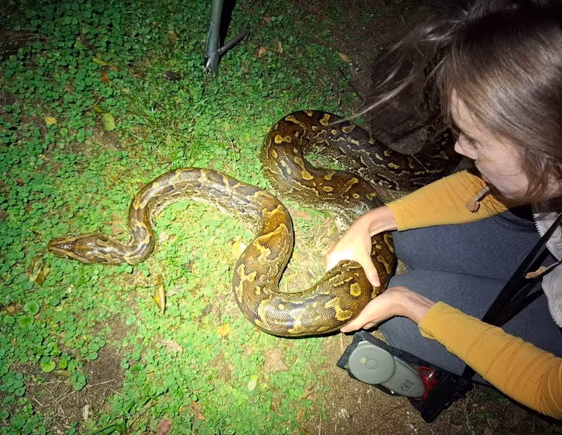 Do hàng rào vẫn còn điện, họ không thể làm gì thêm cho đến khi đội kỹ thuật có mặt và ngắt nguồn điện. Khi ông Evans và bà Goede đến nơi, con trăn đã được gỡ ra nhưng trong tình trạng bất động. ky-tich-cuu-song-tran-khong-lo-bi-mac-ket-trong-hang-rao-dien-3.jpg