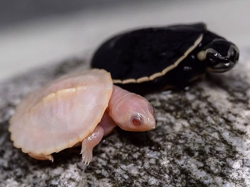 Một chú rùa bụng đỏ bạch tạng đang nghỉ ngơi cạnh một anh chị em tại Ferme aux Crocodiles, Pierrelatte ngày 28/1. Sự ra đời của một cá thể bạch tạng thuộc loài thủy sinh bản địa này ở Úc và New Guinea là một hiện tượng cực hiếm . nhin-lai-cac-su-kien-quan-trong-trong-tuan-qua-anh-8.jpg