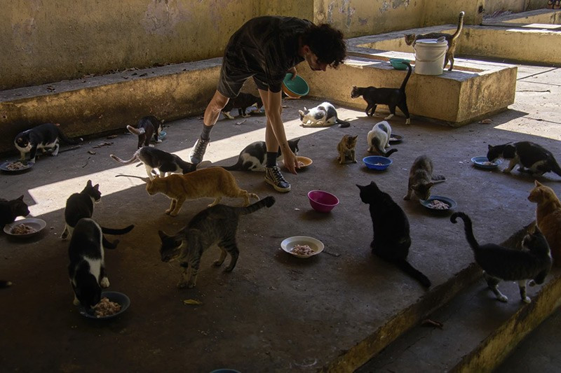 chum-anh-nguoi-cuba-chat-vat-nuoi-meo-va-cho-hoang-03.jpg