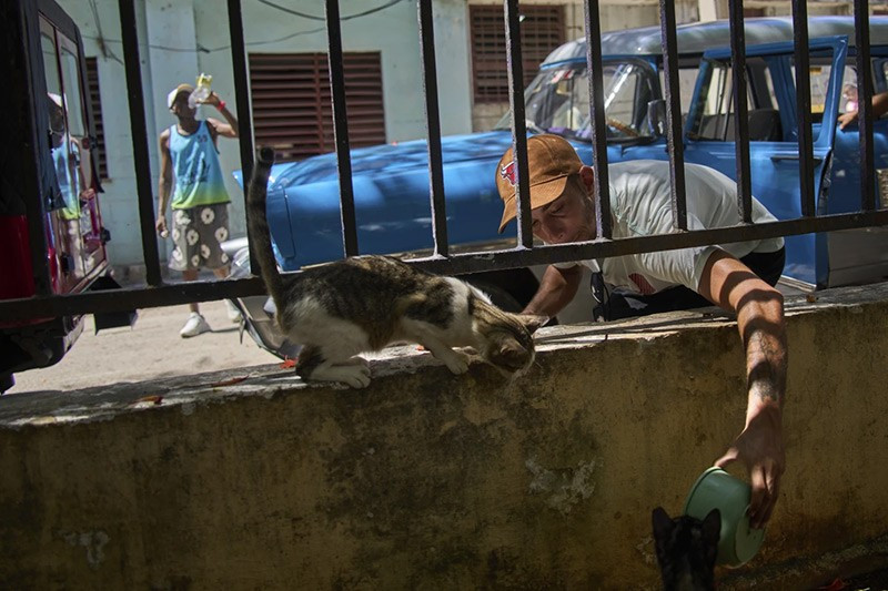 chum-anh-nguoi-cuba-chat-vat-nuoi-meo-va-cho-hoang-05.jpg