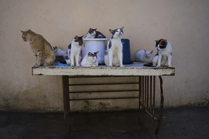 chum-anh-nguoi-cuba-chat-vat-nuoi-meo-va-cho-hoang-01.jpg