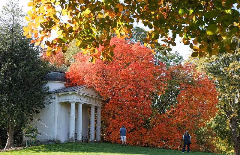 Du khách ngắm lá mùa thu tại Vườn Kew ở London, Anh. Ảnh: Reuters. chum-anh-mua-thu-tren-khap-the-gioi-1105-014.jpg