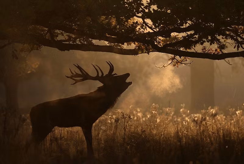Một con hươu gầm vang khi mùa giao phối bắt đầu, trong buổi sáng mùa thu đầy sương mù tại công viên Richmond, London, Anh. Ảnh: Reuters. chum-anh-mua-thu-tren-khap-the-gioi-1105-04.jpg