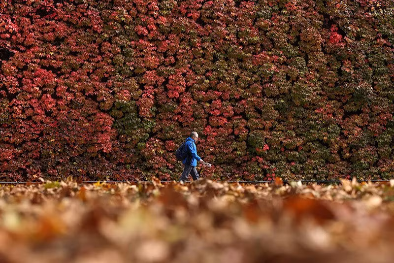 Một người đi ngang qua hàng cây mùa thu ở London, Anh. Ảnh: Reuters. chum-anh-mua-thu-tren-khap-the-gioi-1105-013.jpg