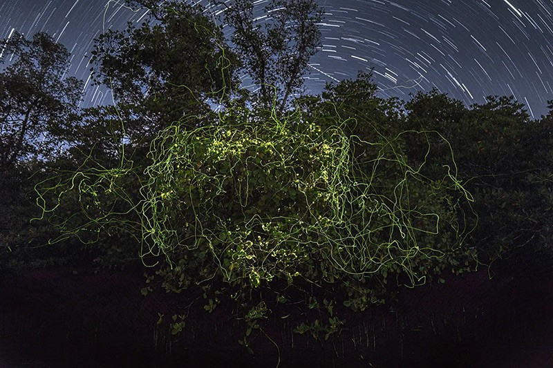 Ở hạng mục Sinh vật khác, tác giả Christian Møldrup Legaard có tác phẩm Đêm trong rừng ngập mặn. Đàn đom đóm vẽ nên những vệt sáng quanh cây táo ngập mặn, thể hiện sự gắn bó đặc biệt của chúng với loài cây này. chum-anh-giai-thuong-nhiep-anh-rung-ngap-man-2025-09.jpg