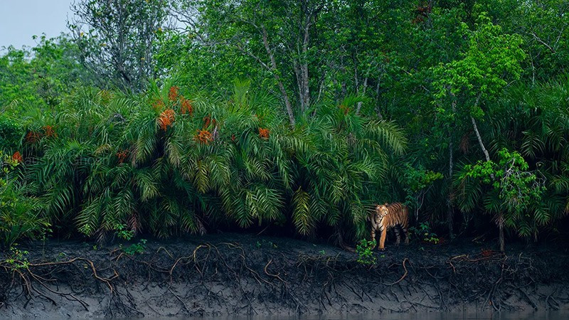 Tác giả Kaushik Ghosh và tác phẩm Hoa của rừng ngập mặn. Sau nhiều giờ lần theo dấu vết, một con hổ Bengal xuất hiện dưới gốc cây Hental, như một bông hoa nở giữa thiên nhiên hoang dã. chum-anh-giai-thuong-nhiep-anh-rung-ngap-man-2025-07.jpg