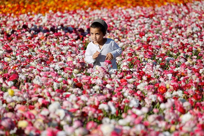 Một đứa trẻ đang ngắm hoa mao lương trên cánh đồng gần biên giới Israel-Gaza, miền nam Israel ngày 14/4. Ảnh: REUTERS/Amir Cohen. chum-anh-mua-xuan-tren-khap-the-gioi-05-06.jpg
