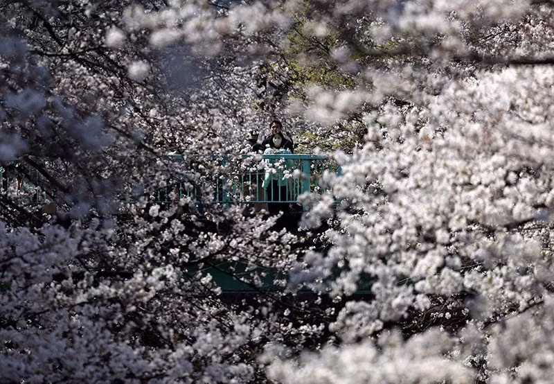 Một cặp đôi ngắm hoa anh đào nở rộ trên một cây cầu ở Tokyo, Nhật Bản ngày 30/3. Ảnh: REUTERS/Issei Kato chum-anh-mua-xuan-tren-khap-the-gioi-05-09.jpg