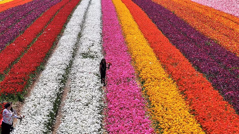 Hình ảnh chụp bằng UAV cho thấy mọi người trên cánh đồng hoa mao lương gần biên giới Israel-Gaza, miền nam Israel, ngày 16/4. Ảnh: REUTERS chum-anh-mua-xuan-tren-khap-the-gioi-05-01.jpg