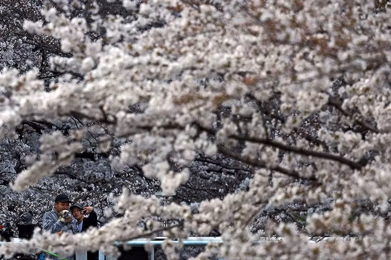 Một cặp đôi chụp ảnh với chú chó cưng của họ dưới những bông hoa anh đào đang nở rộ ở Tokyo, Nhật Bản ngày 30/3. Ảnh: REUTERS/Issei Kato chum-anh-mua-xuan-tren-khap-the-gioi-05-017.jpg